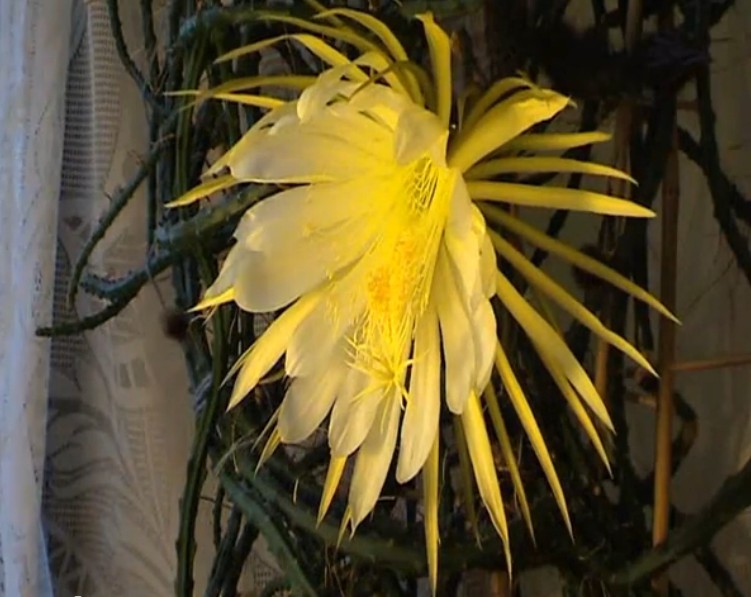 cereus1