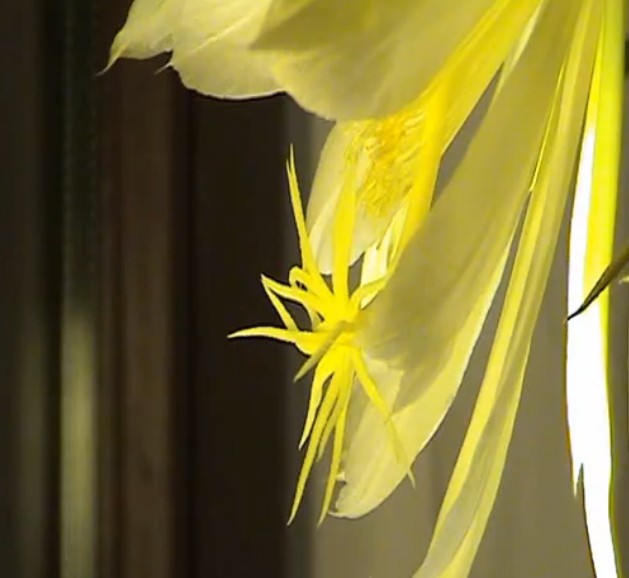 cereus3