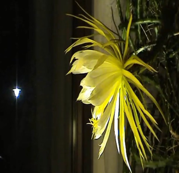 cereus4
