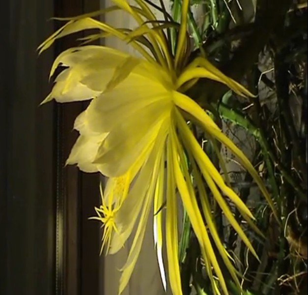 cereus2